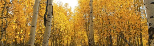 Yellowing Leaves Tree by Mike Nay